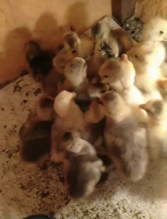 Продам гусят недельные