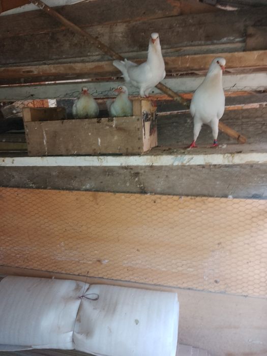 Porumbei circani albi