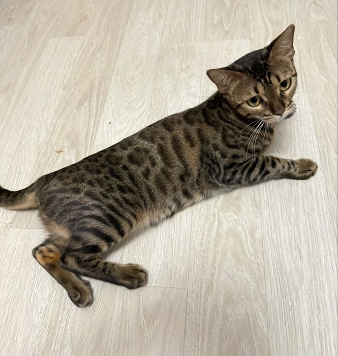 Родословная бенгальская кошка