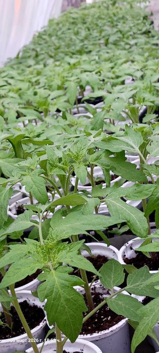 Разсад домати и краставици