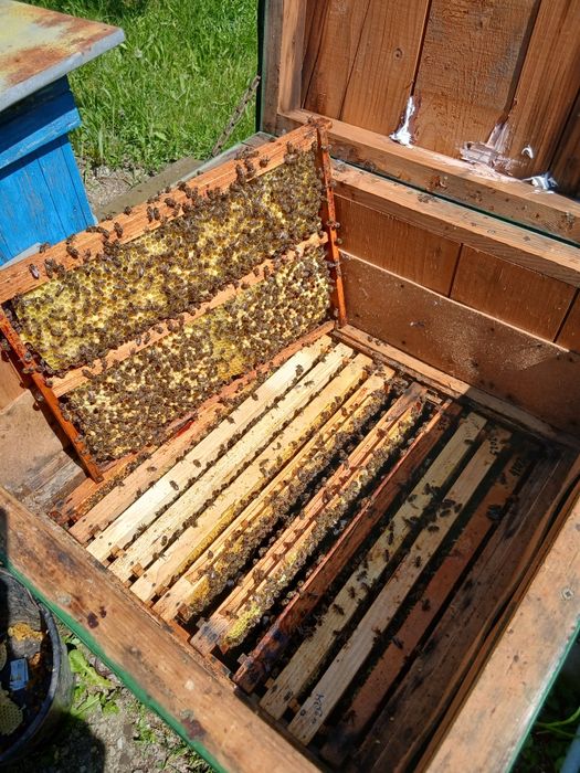 Vind 5---10 Familii de albine  Regine Carpatine din 2025