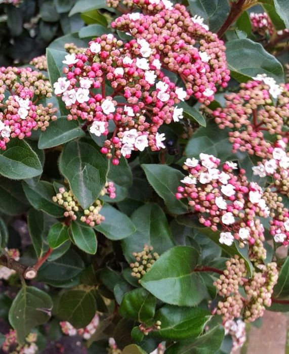 Лаврова Калина (Viburnum Tinus)