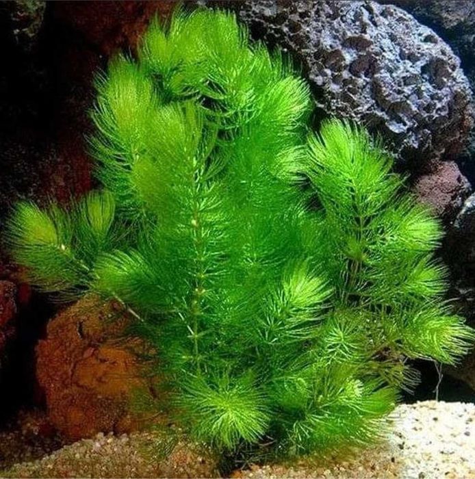 Ceratophyllum demersum plante acvariu