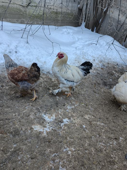 Продам молодых петухов.