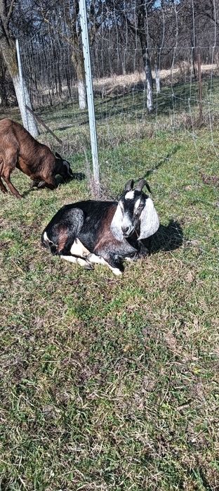 Vând capre anglonubiene