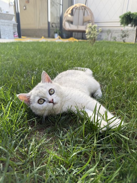 Кошка mushukcha британская