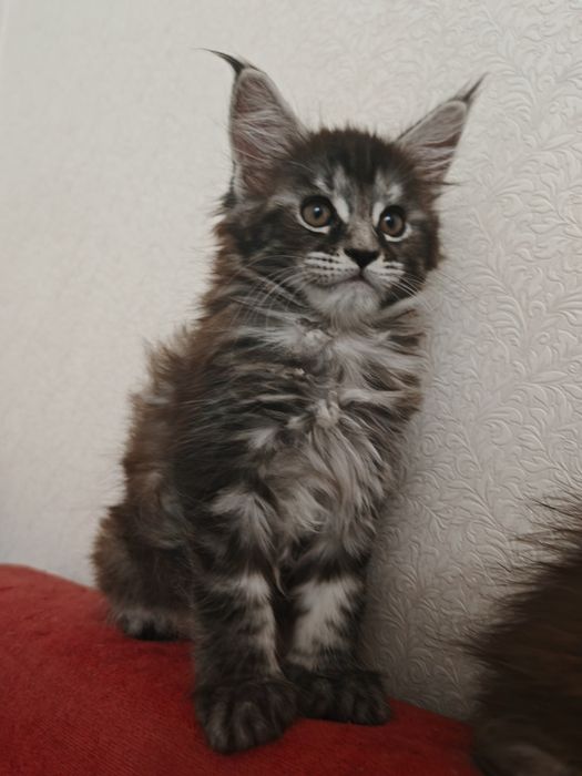 Продажа котят мейнкун