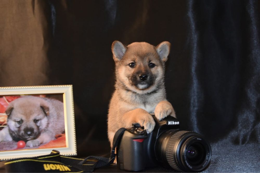 Щенки сиба ину