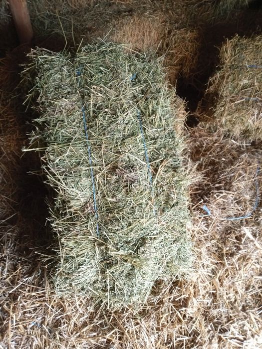 Vând baloți de lucernă