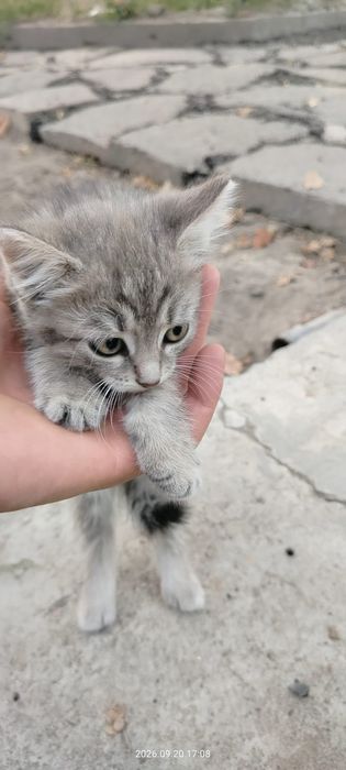 Отдам котят в хорошие руки