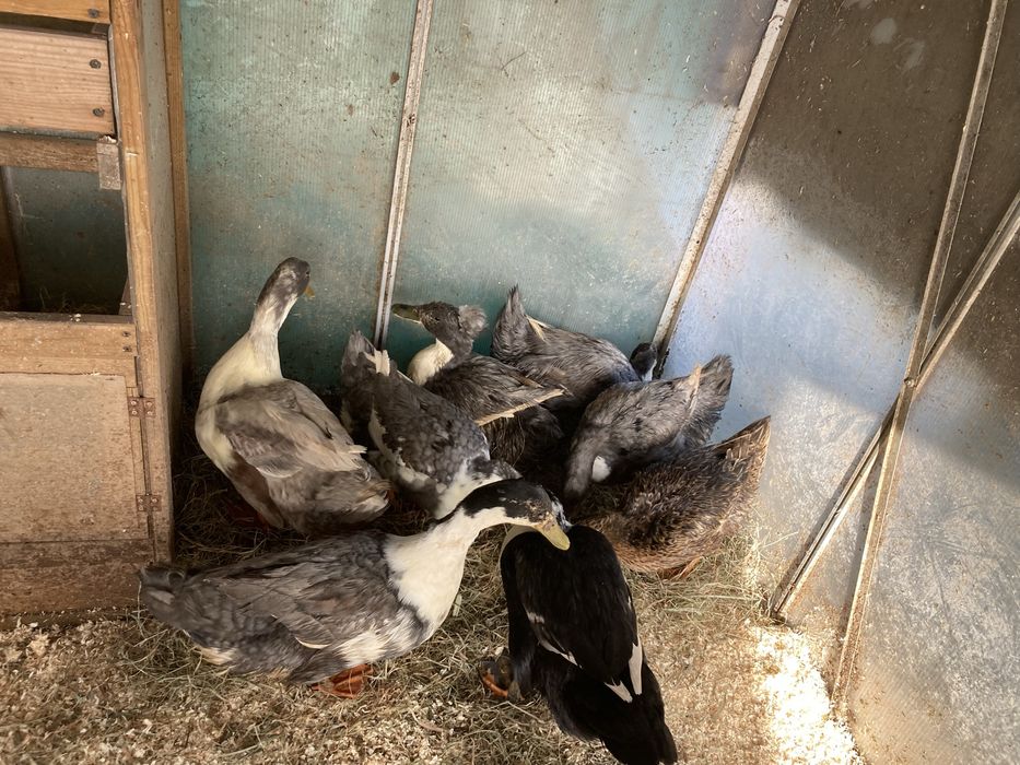 Oua incubat olive egger, australorp, gat golas, rate motate cu polare