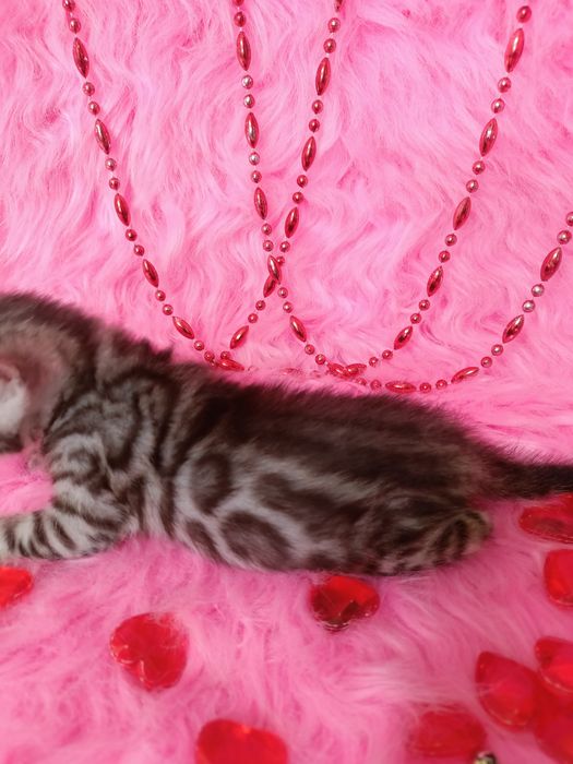 Продам бенгальских котят