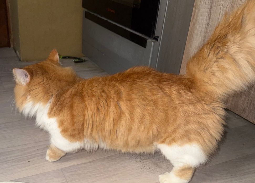 Srocna qiz bola muwik kerak
