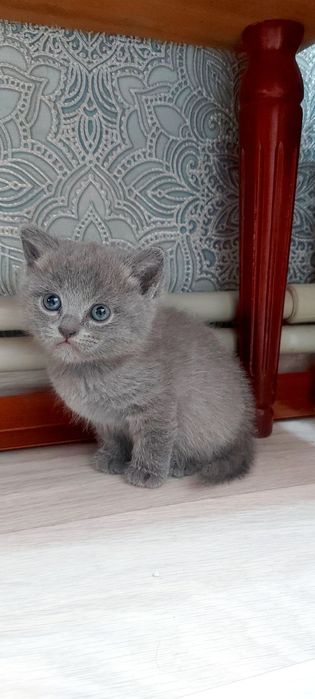 Британские Котята