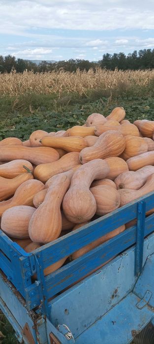 Тикви цигулки продавам