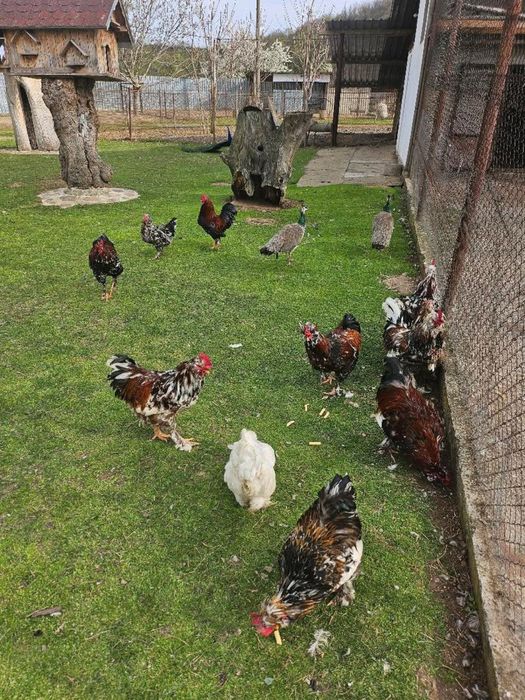 Продавам гъски/кокошки и яйца от тях