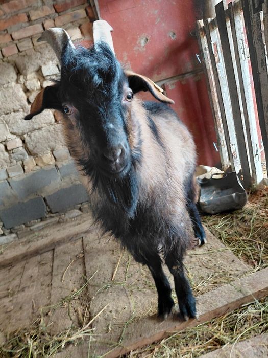 Теке             .