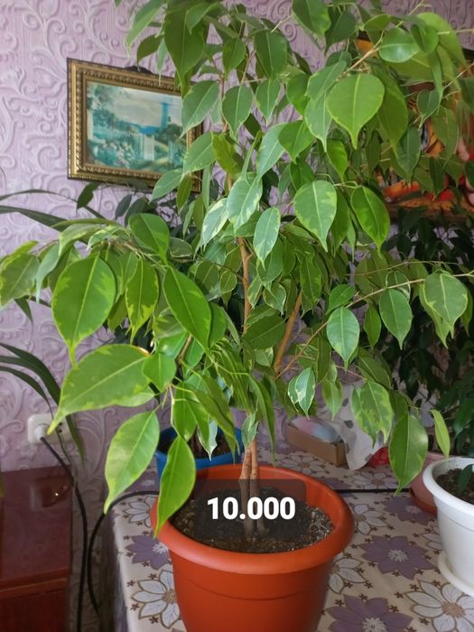 Цветы комнатные .