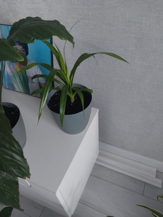 Продам комнатные цветы