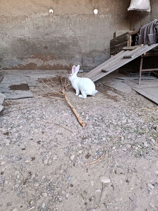 Кролик самец 5 месяцев