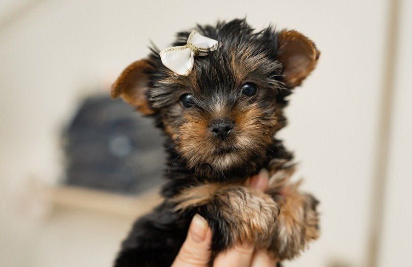 Йоркширской терьер Щенята