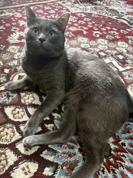 Ищем подружку для вязки