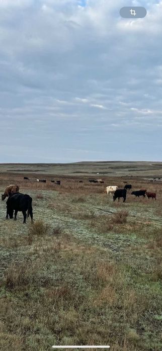 Продается крестьянское хозяйство