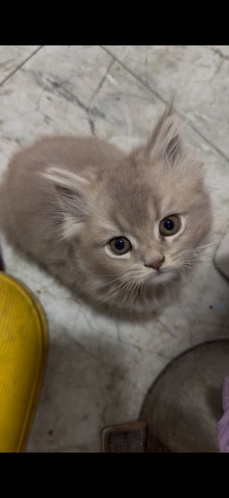 Продается котёнок