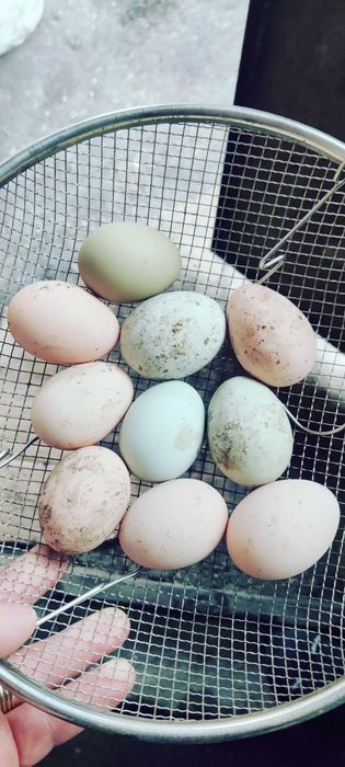 Vând ouă de găini araucana verzi și albe