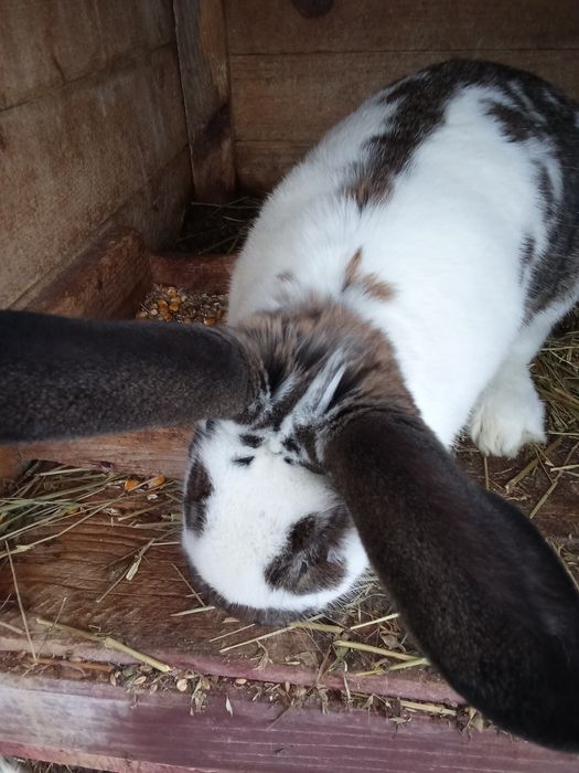 Iepuri diferite mărimi,iepurite pt reprodus