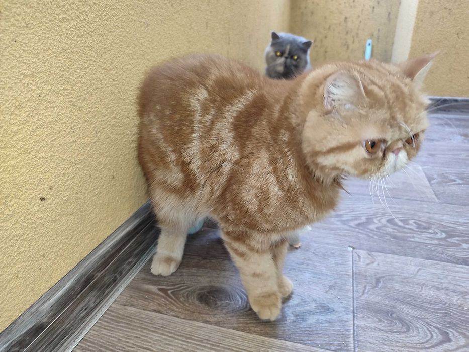 Женски екзотични котки на 2 години и на 5 месеца.