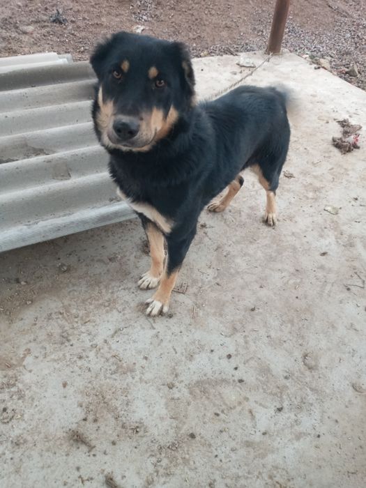 Чупон ит сотилади.