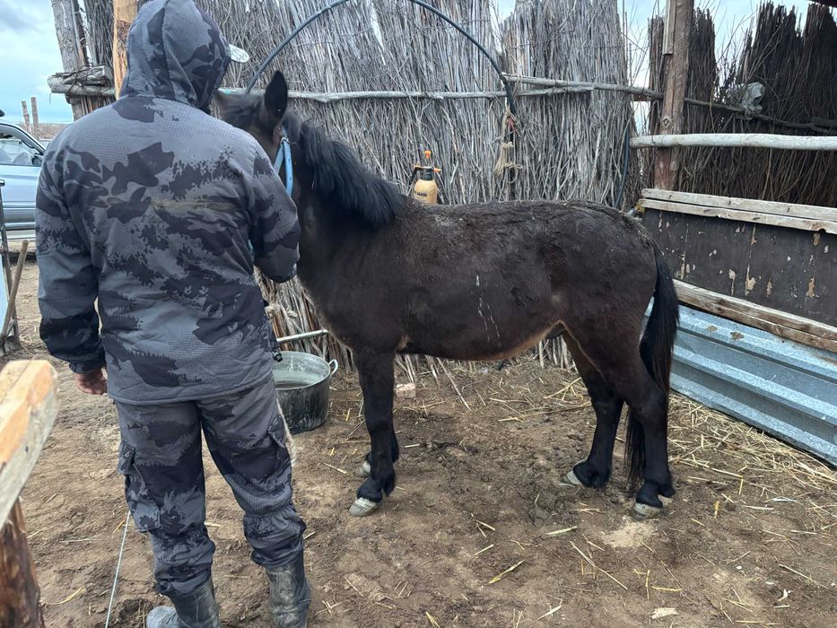 лошадь для чабанов