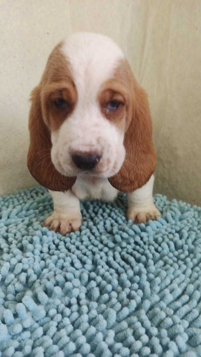 Бассет-хаунд щенки