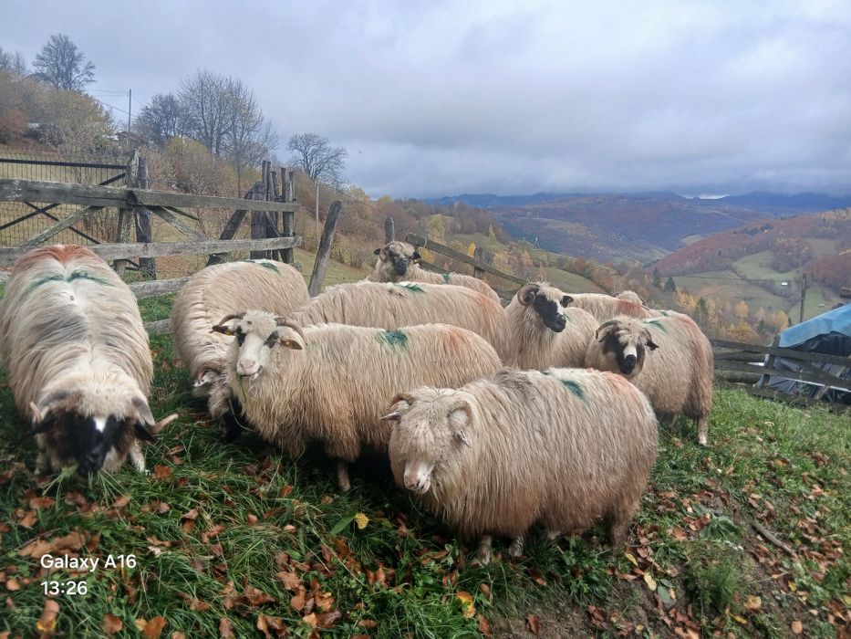 Oi fătătoare de vînzare