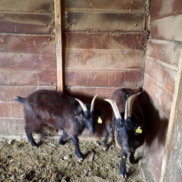 Продам коз три головы