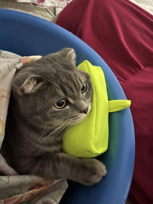Кошка, шотланская вислоухая