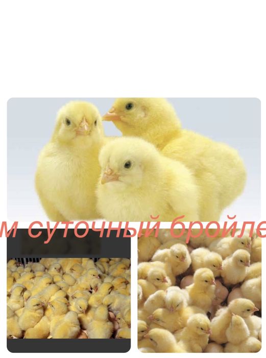Цыплята бройлера