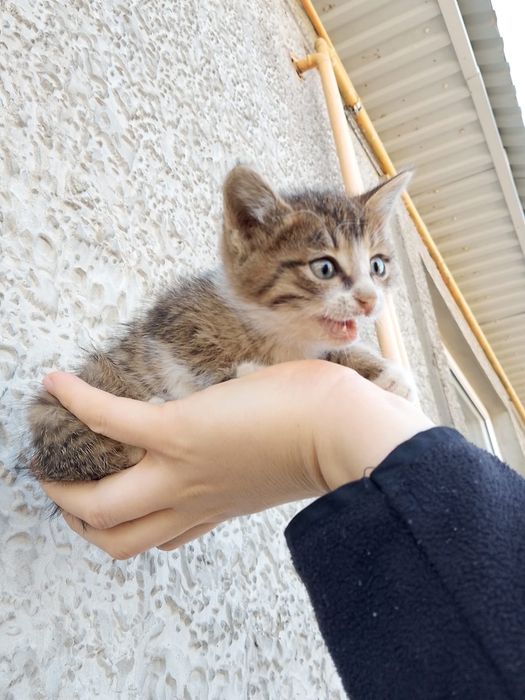 Отдам котят в добрые руки