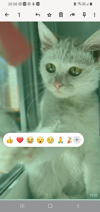 Ищем дрм для кошечки.