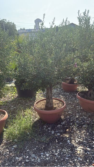 Maslini seculari rezistent la inghet