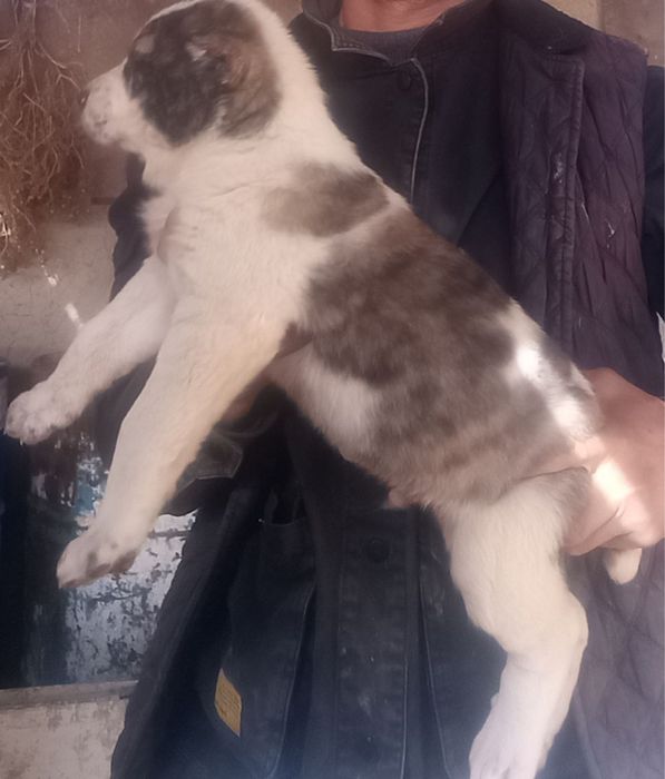 Еркаги 250$ Ургочиси 150$