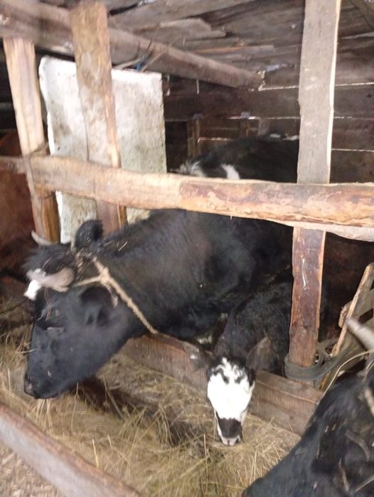 Продам первотелок с телятами