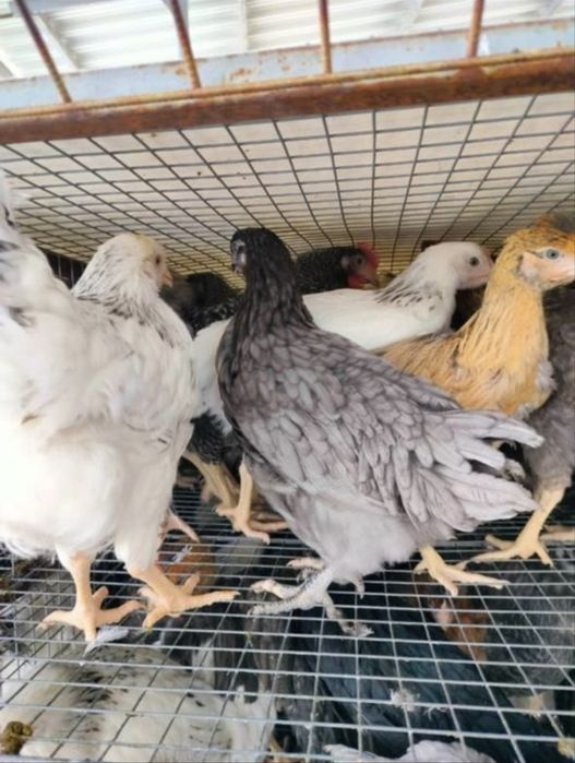 Куры домашние Доминант