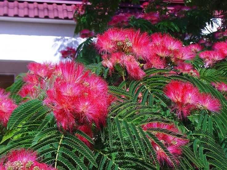 ОПТИМ Манзарали дарахт (Акация, Ипак дарахти Арча ) - 35 минг донаси