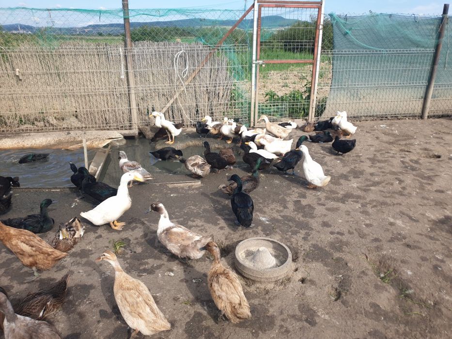 Boboci de rate și gaste, Kaki Campbell, Cayuga, Streicher, Alergatoare indiene