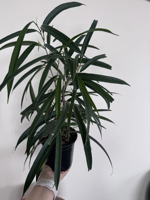 Продам фикус Али