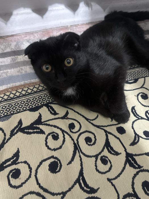 Шотландская вислоухий черный  кот