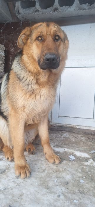 Отдам в хорошие руки овчарку