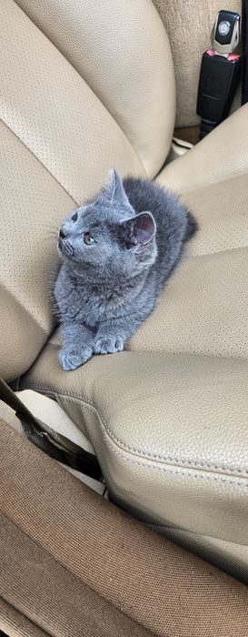 British Shorthair
